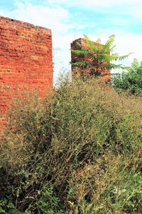 Plants against building