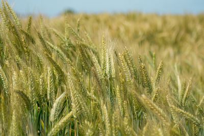 Close-up of stalks in field