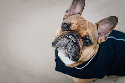 Close-up portrait of dog