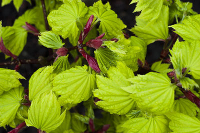 Close-up of plant