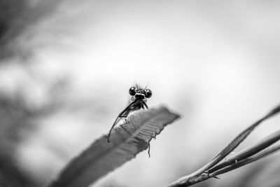 Close-up of fly