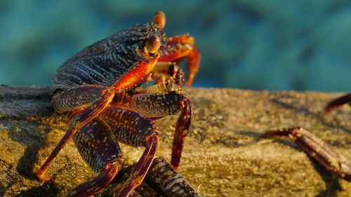 Close-up of crab on wood