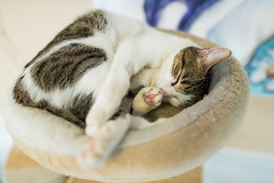 Cat sleeping on fluffy cat bed, selective focus