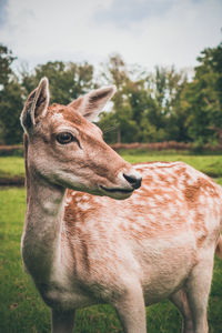 Close-up of a horse