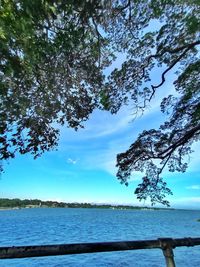 Tree by sea against blue sky