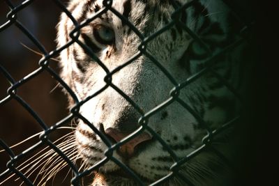 Portrait of tiger seen through chainlink fence