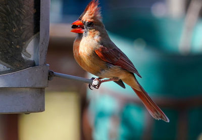 Male northern cardinal on the bird feeder