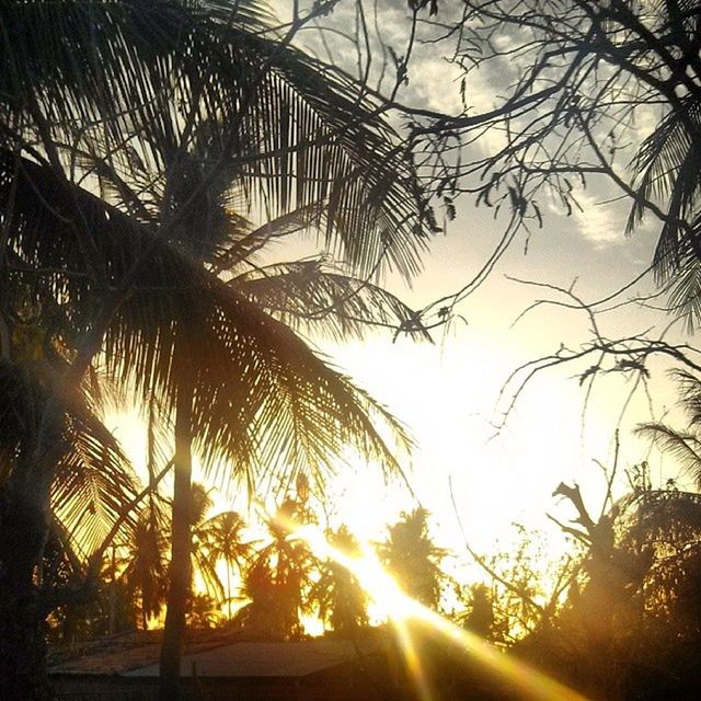 tree, sun, sunset, silhouette, low angle view, branch, sunbeam, bare tree, sunlight, sky, nature, lens flare, tranquility, back lit, tree trunk, palm tree, growth, beauty in nature, outdoors, scenics