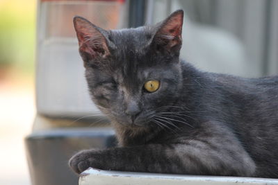 Close-up of cat looking away