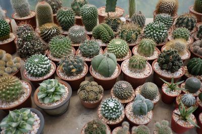 High angle view of succulent plants