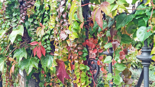 Close-up of ivy growing on tree