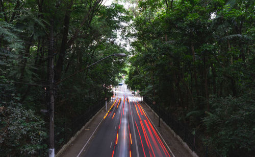 Light trails on road amidst trees in forest