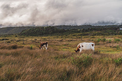 Sheep grazing on field