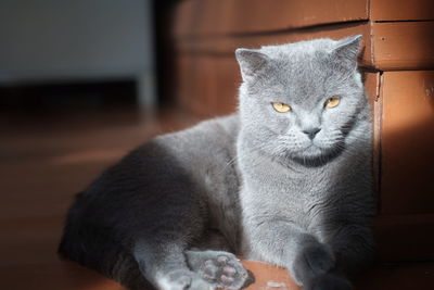 Close-up portrait of a cat
