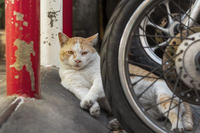 Cat sitting in a car