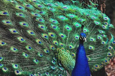 Close-up of peacock