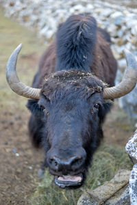 Portrait of horse on field