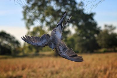 Bird flying over a field