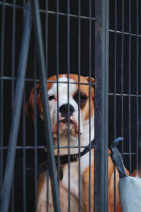 Portrait of dog in cage