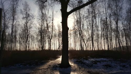 Trees in forest against sky