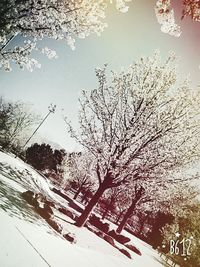 Bare trees against sky