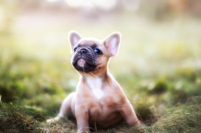 Close-up of a dog looking away