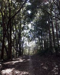 Trees in forest