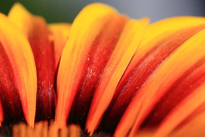 Close-up of orange flower