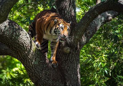Low angle view of tiger on tree in forest