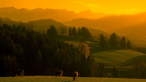 View of sheep grazing in field during sunset