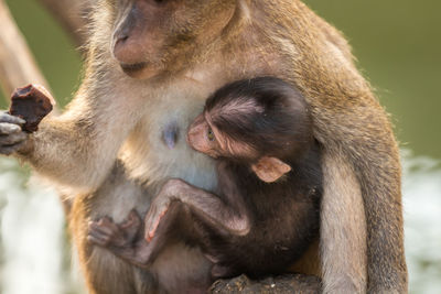 Close-up of long-tailed macaque with infant in zoo