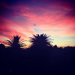 Silhouette of palm trees at sunset