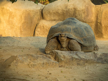 Galapagos giant tortoise on field
