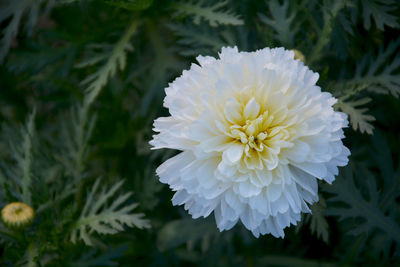 Close-up of white flower in park