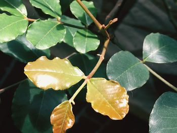 Close-up of fresh leaf in water