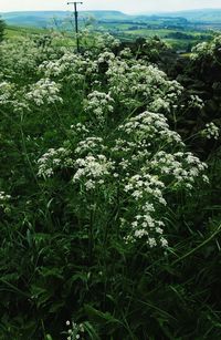 Plants growing outdoors