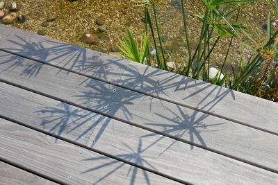 High angle view of plants on beach