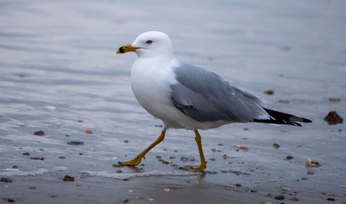 Seagull perching on a land