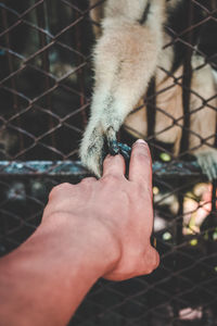 Close-up of a cat with hand on metal