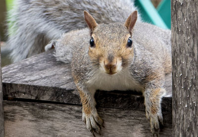 Portrait of squirrel on wood