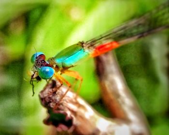 Close-up of damselfly on leaf