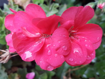 Close-up of wet pink flower