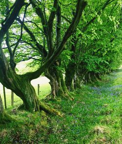 Trees in forest