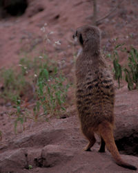 Rear view of cat standing on field