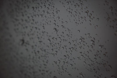 Low angle view of birds flying against sky