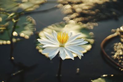 Close-up of white flowering plant by lake