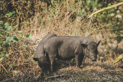 View of an animal on field