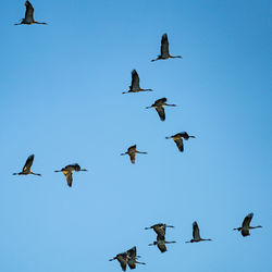 Low angle view of birds flying against clear blue sky