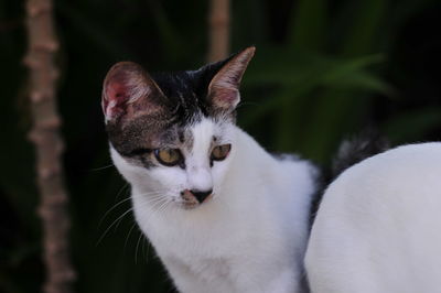 Close-up portrait of white cat
