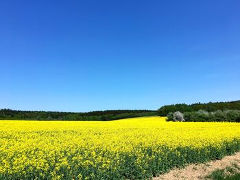 Scenic view of oilseed rape field against clear blue sky